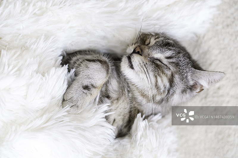 睡的小猫图片素材