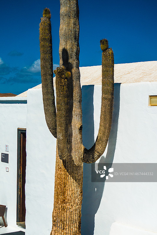 仙人掌和白色建筑，塞萨尔·曼里克基金会，西班牙加那利群岛兰萨罗特岛图片素材