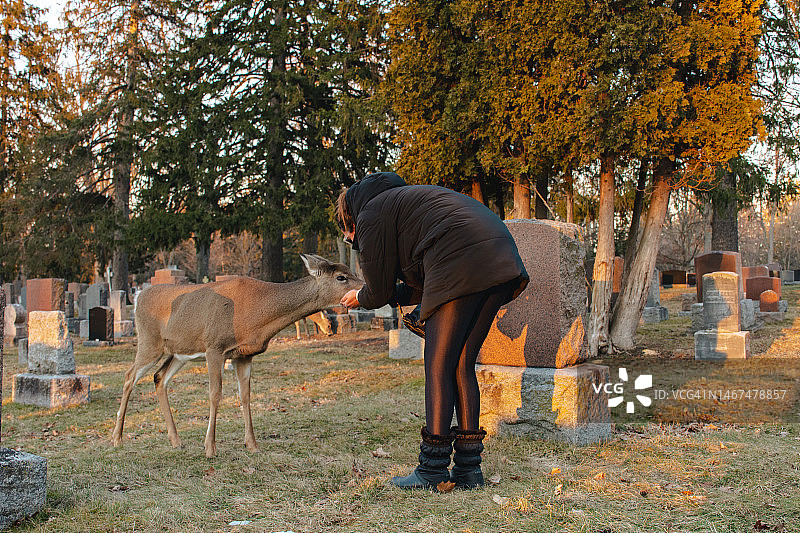 女人在墓地喂鹿图片素材