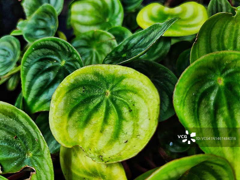 皱叶椒草图片素材