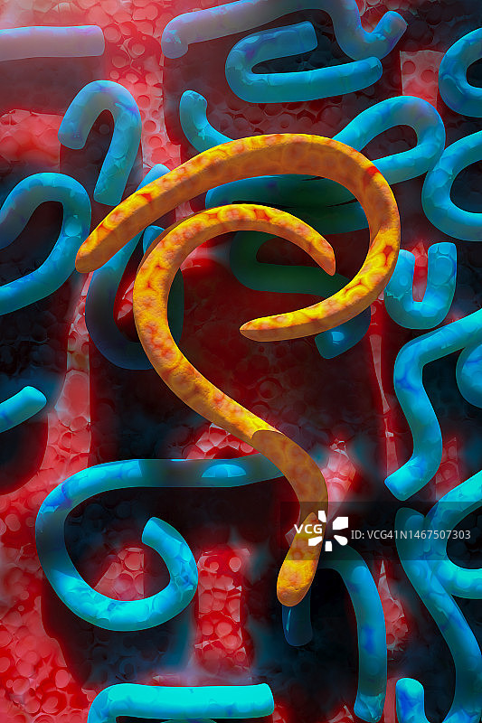 马尔堡病毒爆发图片素材