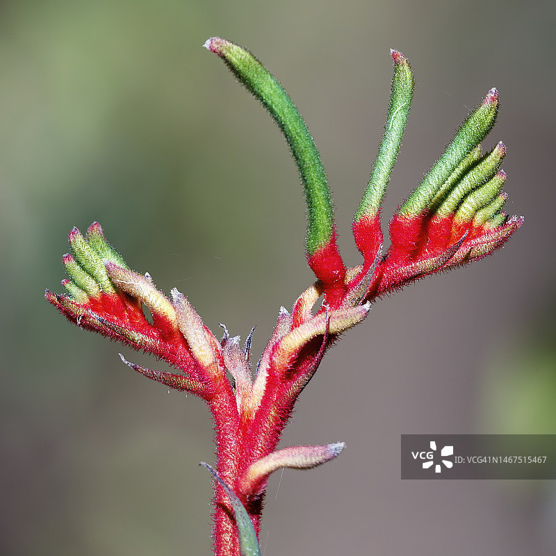 袋鼠爪花，澳大利亚西部图片素材
