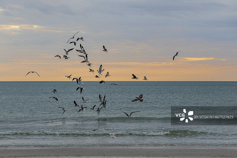 鸟群 - 萨拉索塔锡耶斯塔海滩图片素材