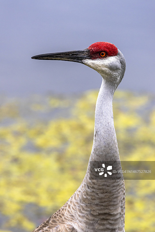 沙丘鹤肖像003图片素材