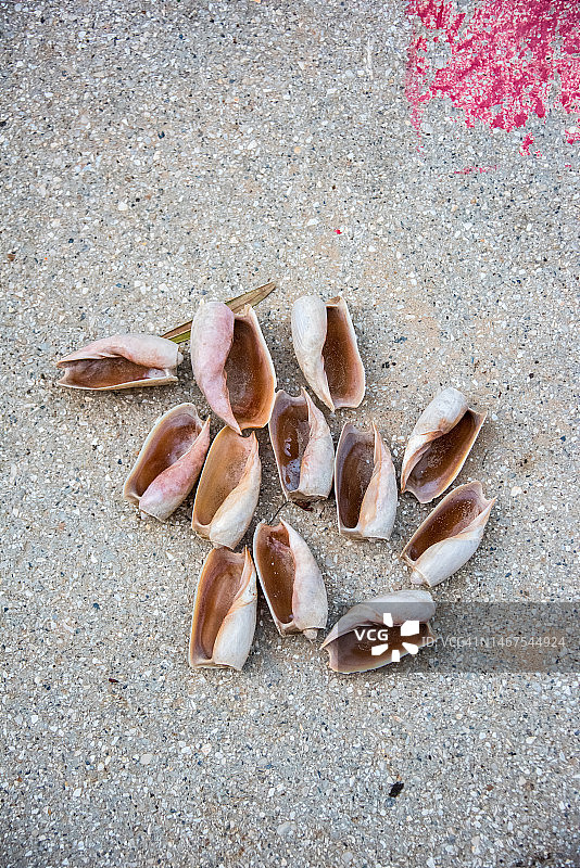 海滩上的贝壳图片素材