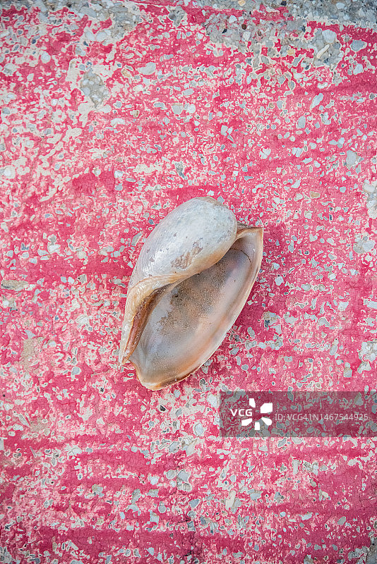 粉色表面上的海螺图片素材