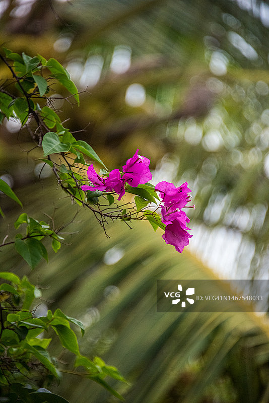 叶子花属的花图片素材
