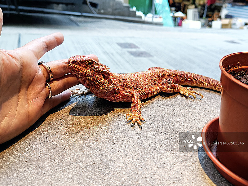 手触摸红色小蜥蜴图片素材
