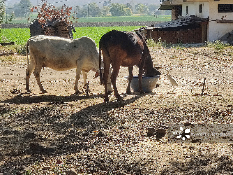 印度奶牛被拴在畜栏里喂食图片素材