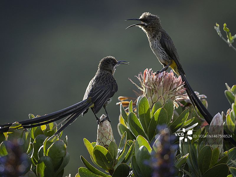 开普吸蜜鸟在克斯滕博斯植物园的帝王花上，开普敦图片素材