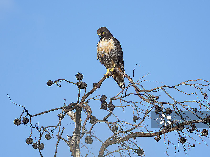 栖息在树上的棕色蜂鹰，开普敦桌山国家公园图片素材