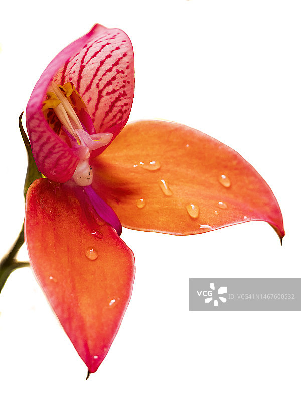 红花金鸡（Disa uniflora），白色背景，桌山国家公园图片素材