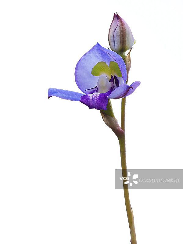 桌山国家公园蓝色迪沙花特写图片素材