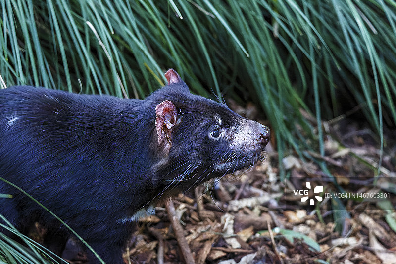 袋獾（Sarcophilus harrisii）图片素材