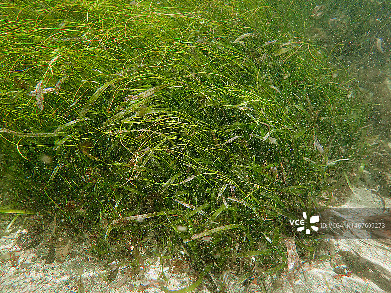 海藻，哥斯达黎加利蒙省曼萨尼约国家野生动物保护区巴勃罗梅纳海滩图片素材