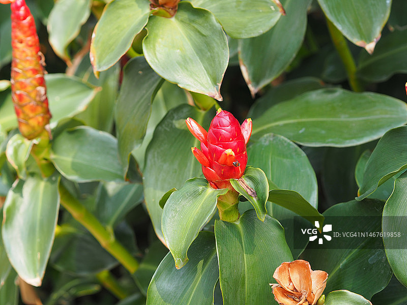 螺旋姜，姜科植物红色花朵绿色叶子，园艺自然背景图片素材