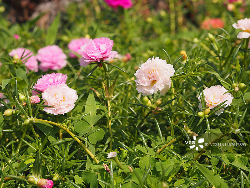 太阳花，粉色黄色花朵图片素材