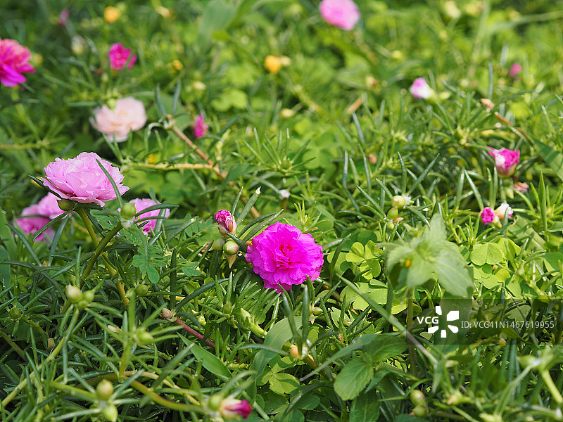 太阳花，粉色黄色花朵图片素材