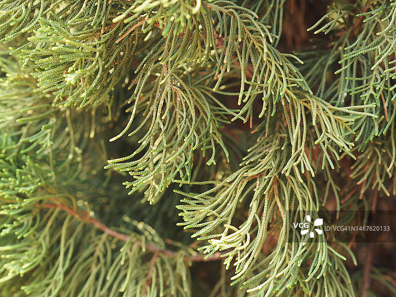 松科植物卡西亚松图片素材