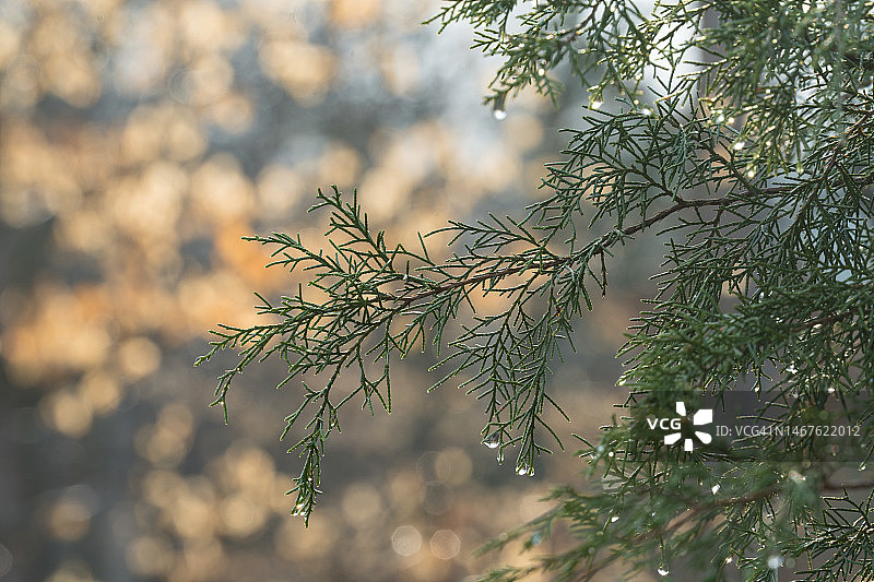带有散景的冷杉树枝上的春雨图片素材