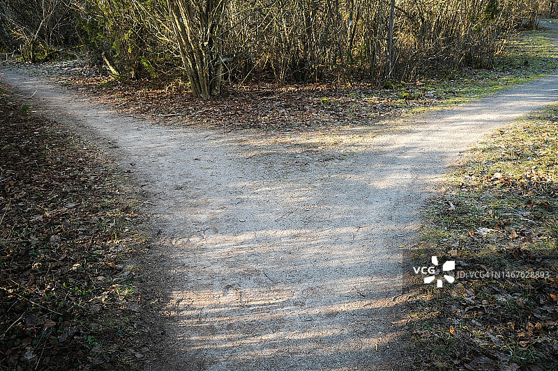 森林中的分岔小径图片素材