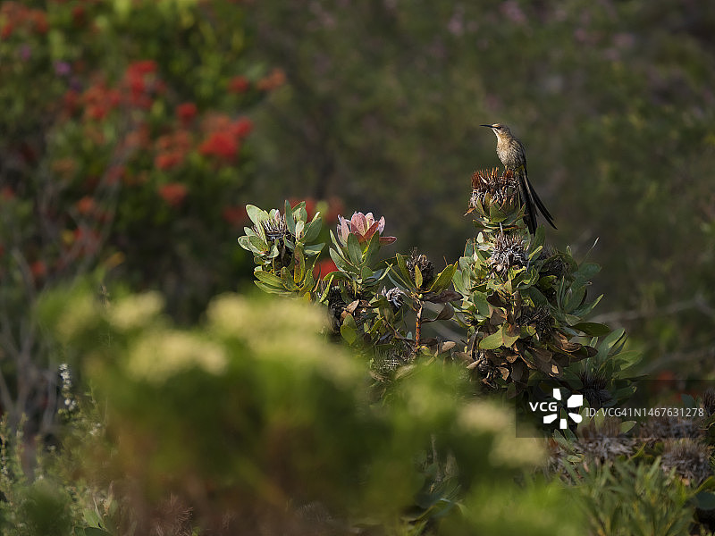 非洲糖鸟（Promerops cafer）在弗恩克洛夫自然保护区的普洛提亚花上图片素材