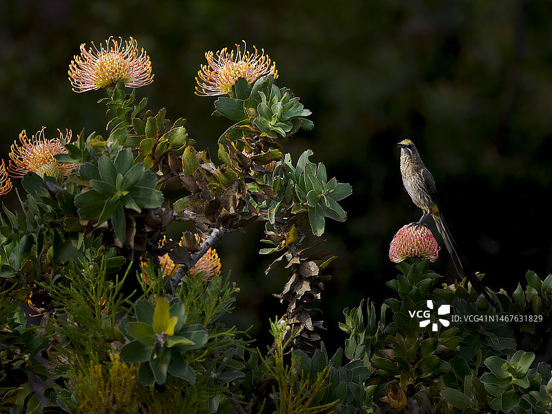 非洲糖鸟（Promerops cafer）在弗恩克洛夫自然保护区的普洛提亚花上图片素材