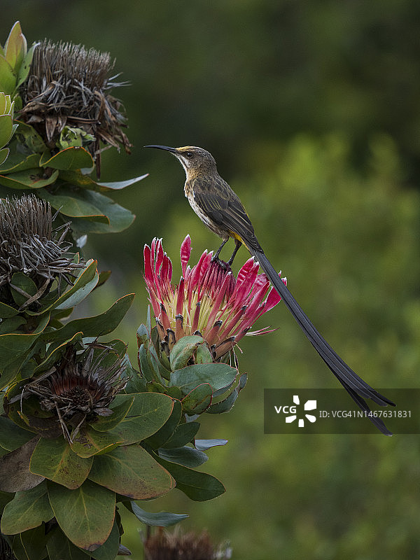 非洲糖鸟（Promerops cafer）在弗恩克洛夫自然保护区的普洛提亚花上图片素材