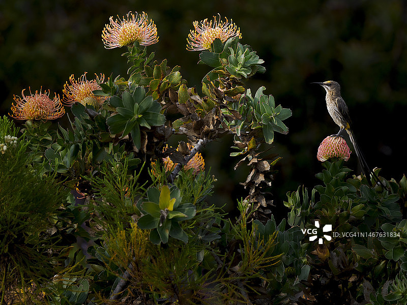 非洲糖鸟（Promerops cafer）在弗恩克洛夫自然保护区的普洛提亚花上图片素材