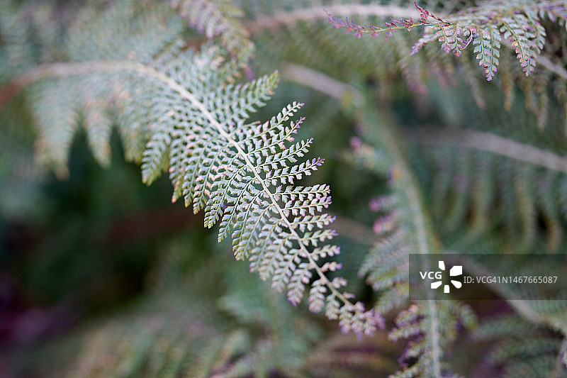 Herrenhausen复叶耳蕨图片素材