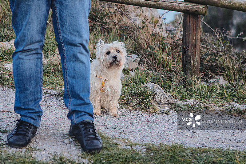 中年男人在日落时与狗在自然中散步图片素材