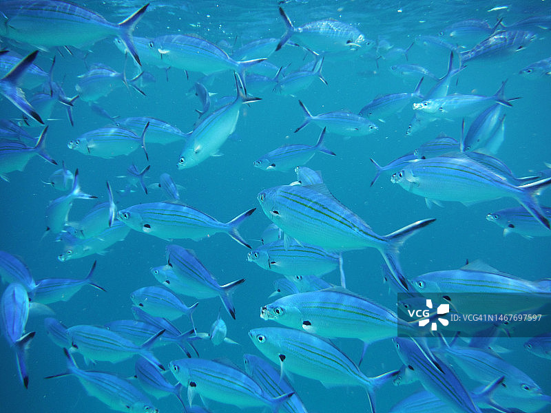 马尔代夫泻湖附近的条纹金梭鱼群图片素材