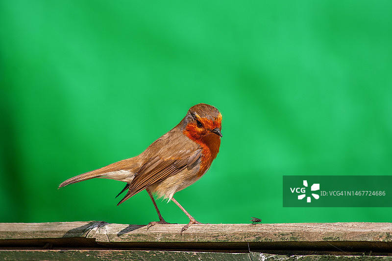 可爱的知更鸟坐在栅栏上观察图片素材