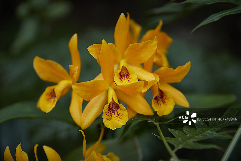 虎口兰图片素材