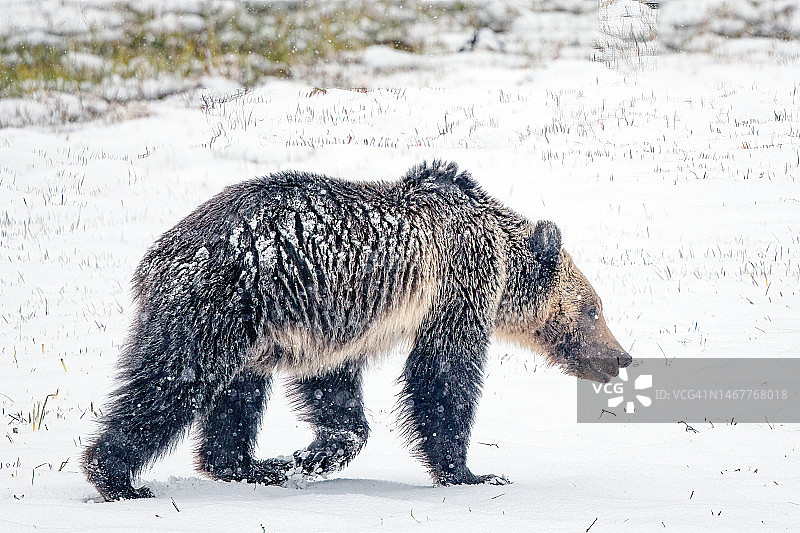 在黄石公园黑曜石区雪地里行走的灰熊图片素材