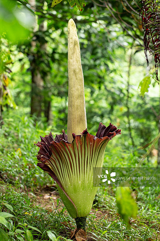 巨花魔芋图片素材