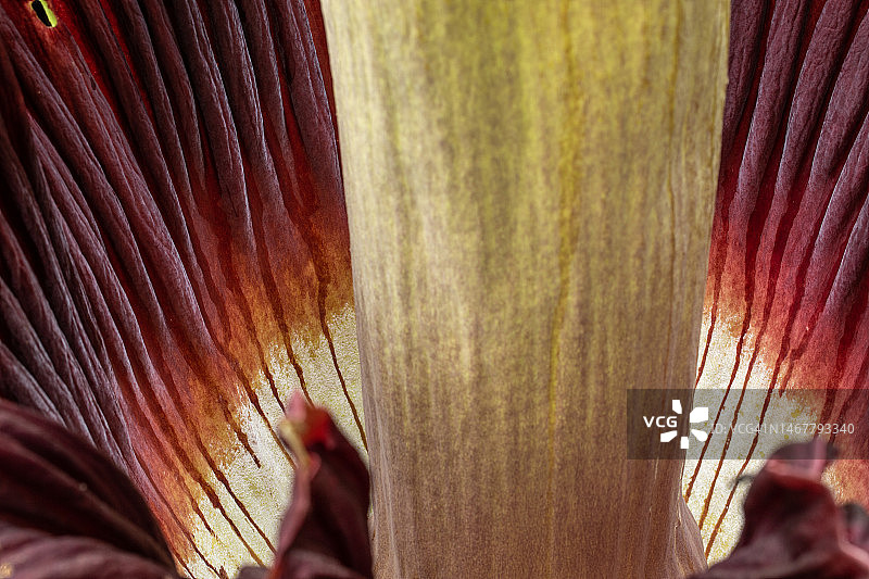 巨魔芋细节图片素材