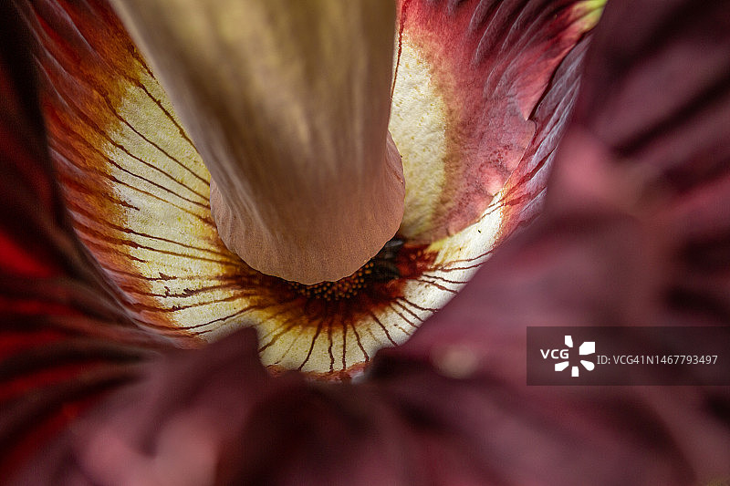 巨魔芋细节图片素材