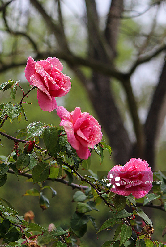雨后玫瑰图片素材