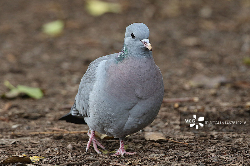 在林地觅食的斑鸠图片素材