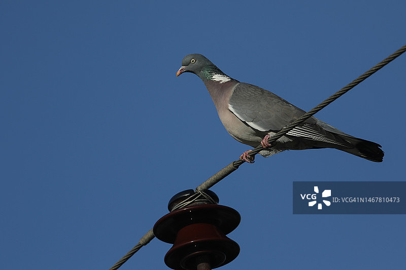 一只灰喜鹊栖息在电缆上图片素材