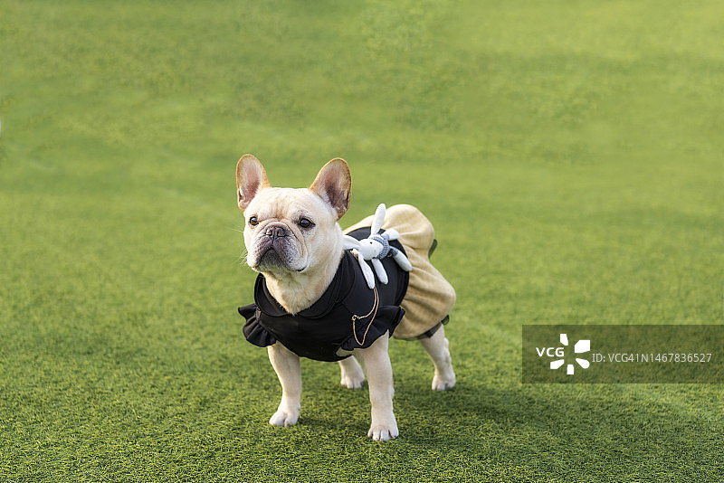 法国斗牛犬图片素材