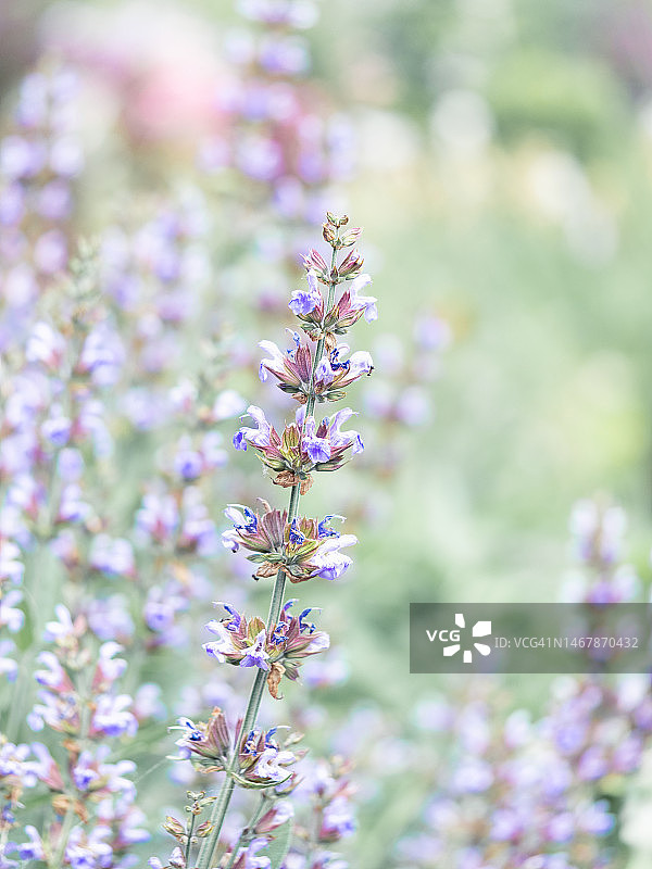 花园中盛开的鼠尾草花朵特写，柔和的淡紫色花朵背景图片素材