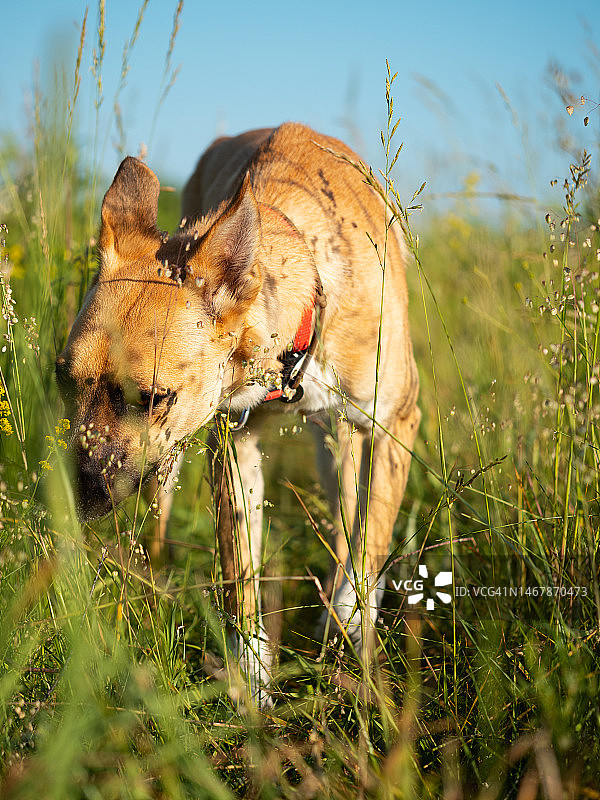 阳光明媚的夏日，绿草地上红发狗狗的特写图片素材