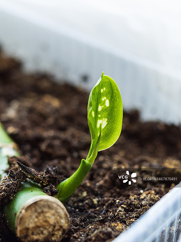 带根的黛粉叶扦插的绿色小叶子图片素材