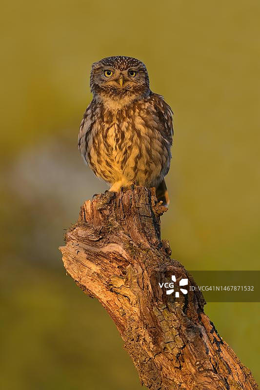 暮色中苹果树枝上的小猫头鹰，位于德国巴登-符腾堡州士瓦本阿尔布生物圈保护区图片素材