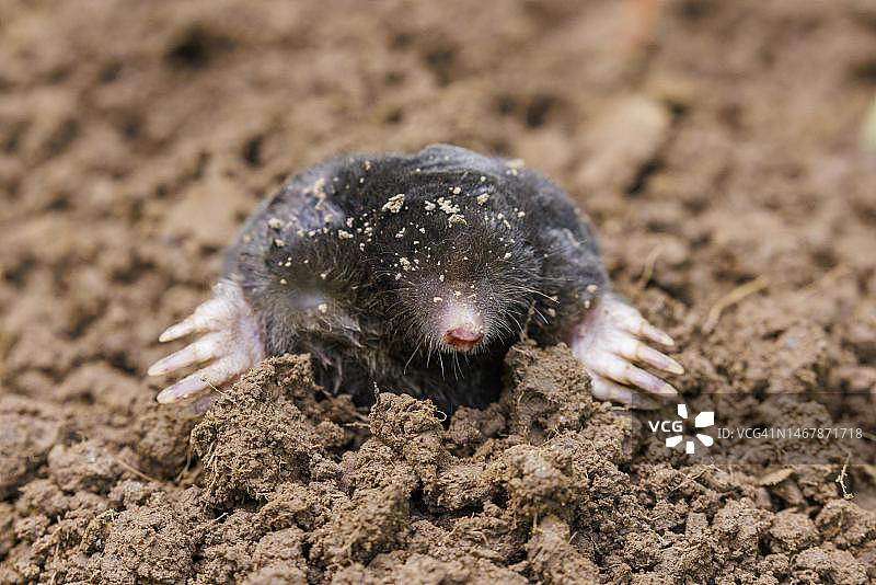 欧洲鼹鼠（Talpa europaea），德国图片素材