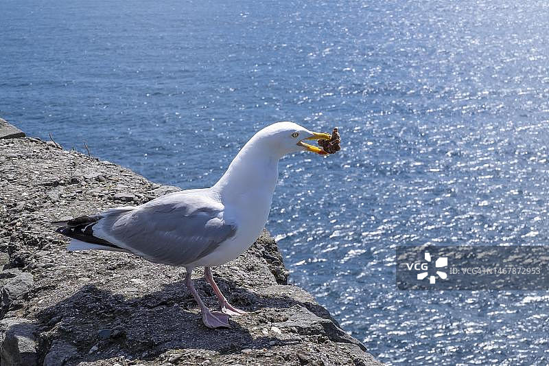 爱尔兰丁格尔半岛的欧洲海鸥图片素材