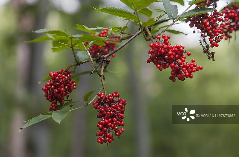 德国北莱茵-威斯特法伦州红花接骨木果实图片素材