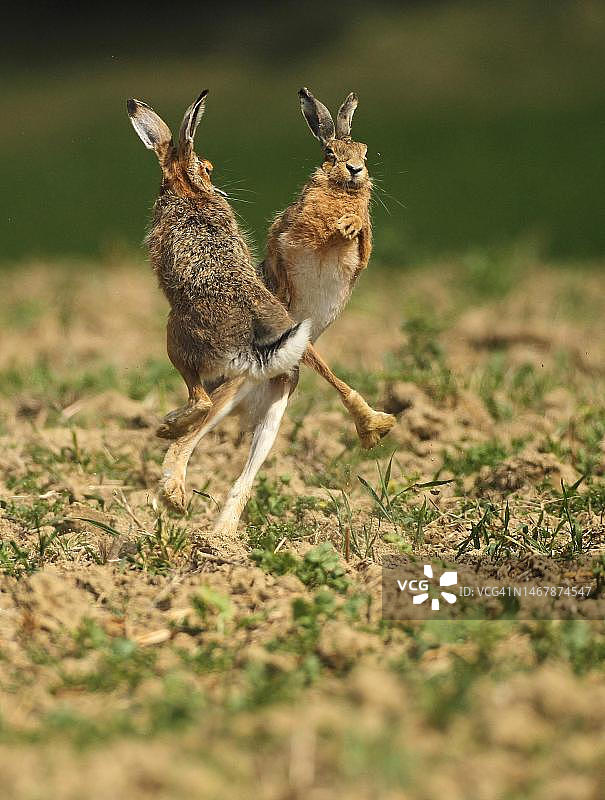 欧洲野兔的交配季节，雄性相互争斗，奥地利下奥地利州图片素材